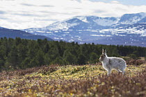 Mountain hare (Lepus timidus) on all fours in upland habitat with forest and mountain in background, Deeside, Cairngorms National Park, Scotland, UK, March 2016.