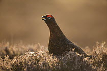 Red grouse (Lagopus lagopus scoticus) male calling amongst heather, Scotland, UK, March.
