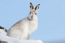 Mountain hare (Lepus timidus) in white winter coat, Scotland, UK, February.