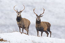 Red deer (Cervus elaphus) stags on snowy ridge, Scotland, UK, February.