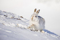 Mountain hare (Lepus timidus) scraping snow away to find food, Scotland, UK, February.