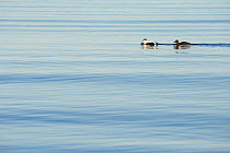 Eider duck (Somateria mollissima) pair on calm water in estuary, Scotland, UK, March.