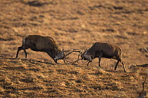 Red deer (Cervus elaphus) stags sparring during rutting season, February.