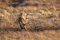 Red deer (Cervus elaphus) stag using antlers to create muddy wallow during rut, Scotland, UK, February. Sequence 3 of 4.