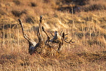 Red deer (Cervus elaphus) stag rolling in muddy wallow during rut, Scotland, UK, February. Sequence 4 of 4.