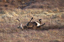 Red deer (Cervus elaphus) stag rolling in mud wallow, Scotland, UK, February. Sequence 3 of 4.