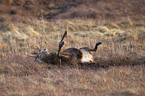 Red deer (Cervus elaphus) stag rolling in mud wallow, Scotland, UK, February. Sequence 3 of 4.
