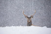 Red deer (Cervus elaphus) stag in heavy snow, Scotland, UK, February.
