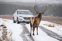 Red deer (Cervus elaphus) stag standing on road in in front of car in wintry conditions,  Scotland, UK, February 2016.