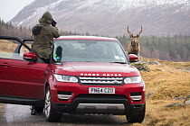 Tourist taking photograph from car of Red deer (Cervus elaphus) stag next to road in Scottish Highlands, Scotland, UK, February 2016.