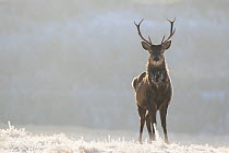 Red deer (Cervus elaphus) stag on frost covered grass, Scotland, UK, February.