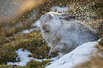 Mountain hare (Lepus timidus) shaking raindrops from coat, in winter pelage, Scotland, UK, January.