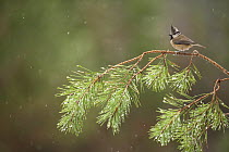 Crested tit (Parus cristatus) perched on pine branch, Scotland, UK, February.