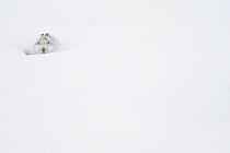 Mountain hare (Lepus timidus) sitting in snow hole, Scotland, UK, February.