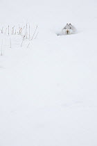 Mountain hare (Lepus timidus) sitting in snow hole, Scotland, UK, February.