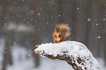 Red squirrel (Sciurus vulgaris) in snow, sitting on stump in woodland, Cairngorms National Park, Scotland, UK, February.