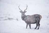 Red deer (Cervus elaphus) stag in falling snow, Scotland, UK, January.