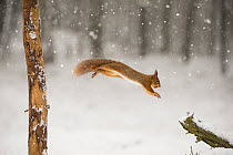 Red squirrel (Sciurus vulgaris) jumping with nut in mouth in falling snow, Scotland, UK, January.