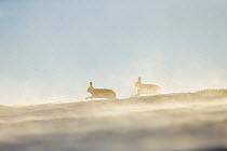 Mountain hares (Lepus timidus), two chasing each other through snow, Scotland, UK, January.