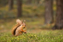 Red squirrel (Sciurus vulgaris) in woodland, Scotland, UK, January.