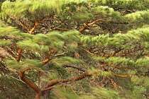 Scots Pine (Pinus sylvestris) branches blowing in wind, Scotland, UK, January.