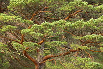Scots pine (Pinus sylvestris) tree branches, Scotland, UK, January.