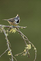 Crested tit (Parus cristatus) perching on lichen covered branch, Scotland, UK, January 2016.