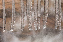 Close up of icicles, Scotland, UK, January.