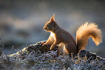 Red squirrel (Sciurus vulgaris) amongst heather in winter, Scotland, UK, January.