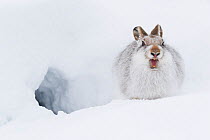 Mountain hare (Lepus timidus) in winter pelage sitting outside snow hole, Scotland, UK, January.