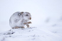 Mountain hare (Lepus timidus) foraging for heather in snow, Scotland, UK, January.