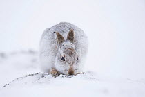 Mountain hare (Lepus timidus) feeding on heather in snow, Scotland, UK, January.