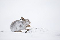 Mountain hare (Lepus timidus) foraging for heather shoots beneath snow, Scotland, UK, January.