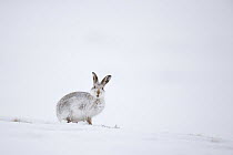 Mountain hare (Lepus timidus) standing in snow, Scotland, UK, January.