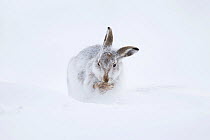 Mountain hare (Lepus timidus) washing paws in snow, Scotland, UK, January.