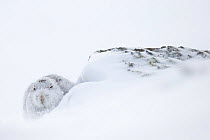 Mountain hare (Lepus timidus) sheltering near rock in snow, Scotland, UK, January.
