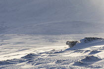 Mountain hare (Lepus timidus) shaking snow off coat after blizzard, Scotland, UK, January.