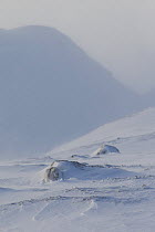 Mountain hare (Lepus timidus) sheltering near rock in snow, Scotland, UK, January 2015.