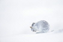 Mountain hare (Lepus timidus) sitting on snow and grooming ears, Scotland, UK, January.