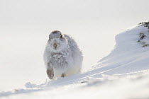 Mountain hare (Lepus timidus) foraging for food in snow, Scotland, UK, January.