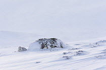 Mountain hare (Lepus timidus) resting by rock in snow, Scotland, UK, January.