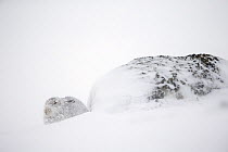 Mountain hare (Lepus timidus) in winter pelage sitting in snow next to rock, Scotland, UK, January.