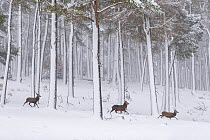 Red deer (Cervus elaphus) stags, three running through snow covered pine forest, Cairngorms, Scotland, UK, December.