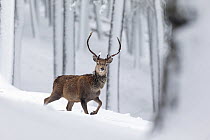 Red Deer (Cervus elaphus) stag in snow covered pine forest, Cairngorms, Scotland, UK, December.