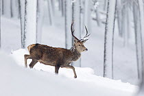 Red deer (Cervus elaphus) stag walking in snow covered pine forest, Cairngorms, Scotland, UK, December.