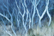Silver birch (Betula pendula) trees, arty shot, Scotland, UK, December.