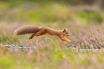 Red squirrel (Sciurus vulgaris) running along fallen log amongst heather, Scotland, UK, September.