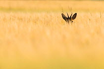 Roe deer (Capreolus capreolus) buck head visible in field of barley, Scotland, UK, July.