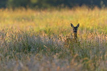 Roe deer (Capreolus capreolus) doe in rough grassland, Scotland, UK, July.