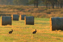 Two Brown hares (Lepus europaeus) in arable field with hay bales after harvest, Scotland, UK, July.